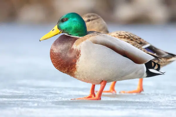 2025 gölündeki ördekler