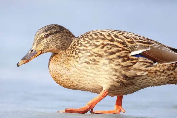 2025 gölündeki ördekler