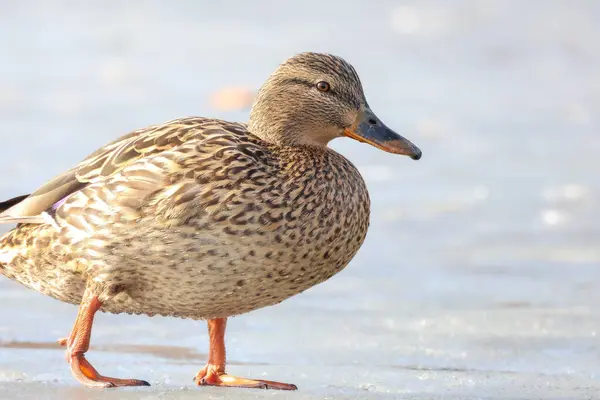 2025 gölündeki ördekler