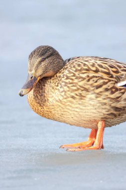 2025 gölündeki ördekler