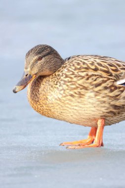 2025 gölündeki ördekler