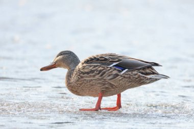 2025 gölündeki ördekler