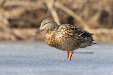 ducks on the lake 2025