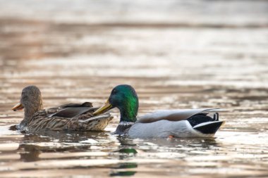 2025 gölündeki ördekler