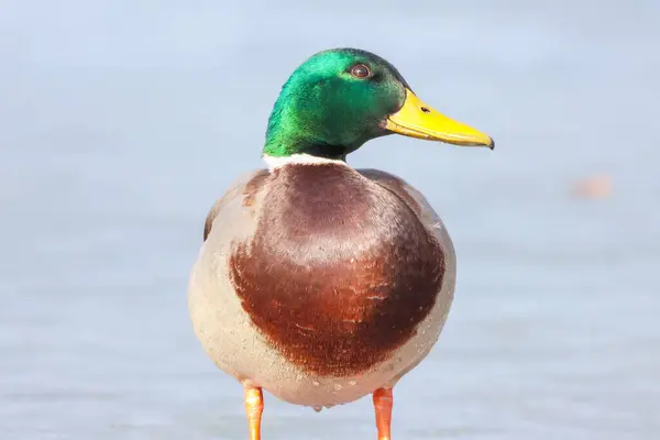 2025 gölündeki ördekler