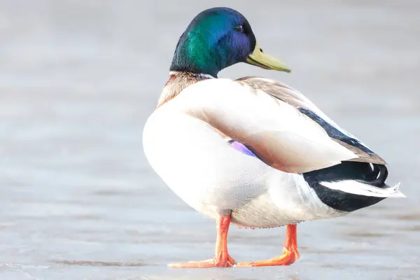 2025 gölündeki ördekler