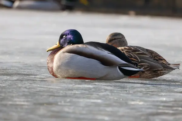 2025 gölündeki ördekler