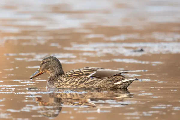 2025 gölündeki ördekler