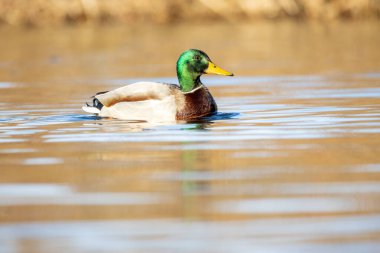 2025 gölündeki ördekler