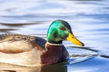 2025 gölündeki ördekler