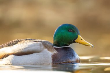 2025 gölündeki ördekler