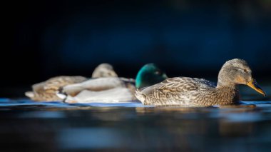 2025 gölündeki ördekler