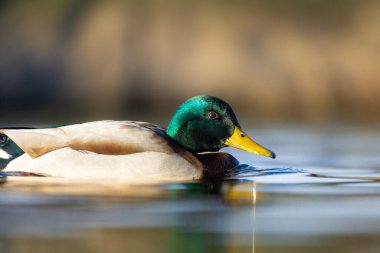 2025 gölündeki ördekler