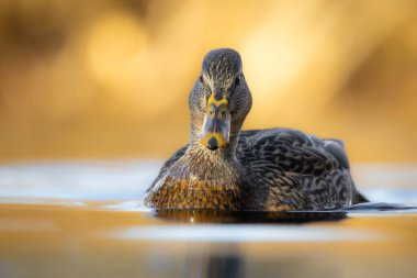 2025 gölündeki ördekler