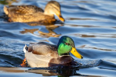 2025 gölündeki ördekler