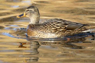 2025 gölündeki ördekler