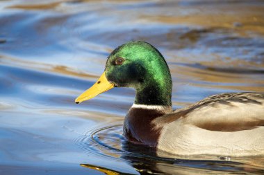 2025 gölündeki ördekler