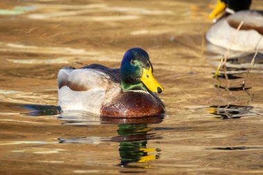 2025 gölündeki ördekler