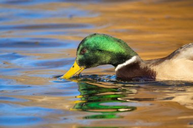 2025 gölündeki ördekler