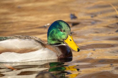 2025 gölündeki ördekler