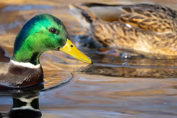 2025 gölündeki ördekler