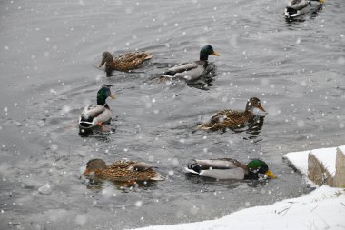 2024 gölündeki ördekler