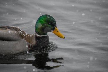 2024 gölündeki ördekler