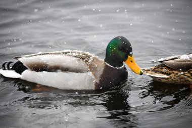 2024 gölündeki ördekler