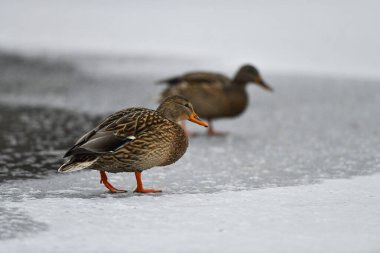 2024 gölündeki ördekler