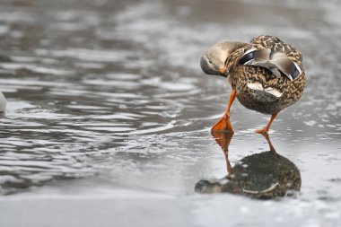 2024 gölündeki ördekler
