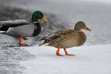 2024 gölündeki ördekler