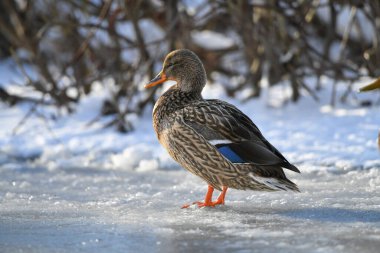 2024 gölündeki ördekler