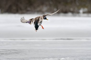 2024 gölündeki ördekler