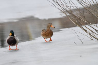 2024 gölündeki ördekler