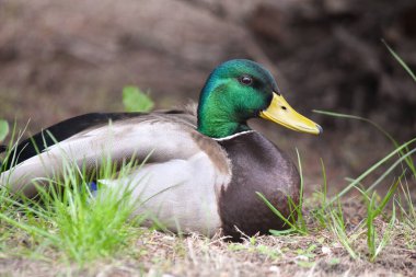 2024 gölündeki ördekler