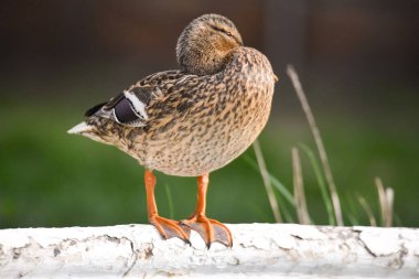 2024 gölündeki ördekler