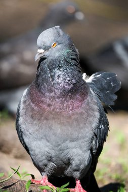 2024 gölündeki ördekler