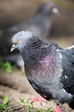 2024 gölündeki ördekler