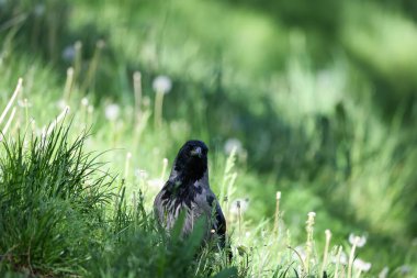 2024 gölündeki ördekler