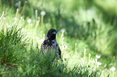 2024 gölündeki ördekler