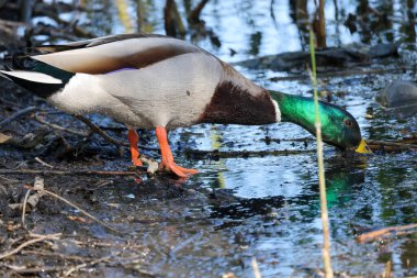 2024 gölündeki ördekler