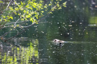 2024 gölündeki ördekler