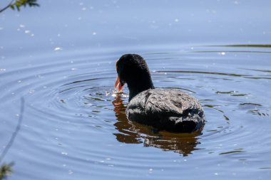 2024 gölündeki ördekler