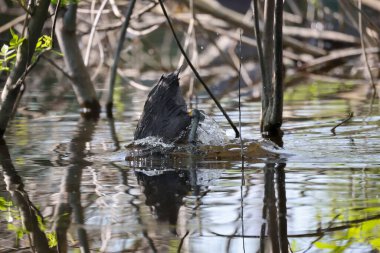 2024 gölündeki ördekler