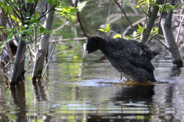 2024 gölündeki ördekler