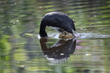2024 gölündeki ördekler
