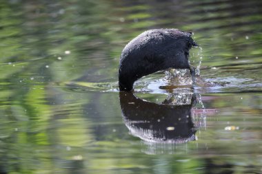 2024 gölündeki ördekler