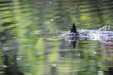 2024 gölündeki ördekler