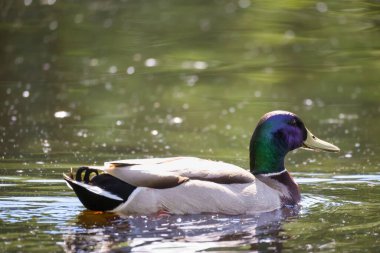 2024 gölündeki ördekler