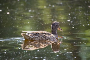 2024 gölündeki ördekler